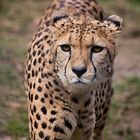 Gepard