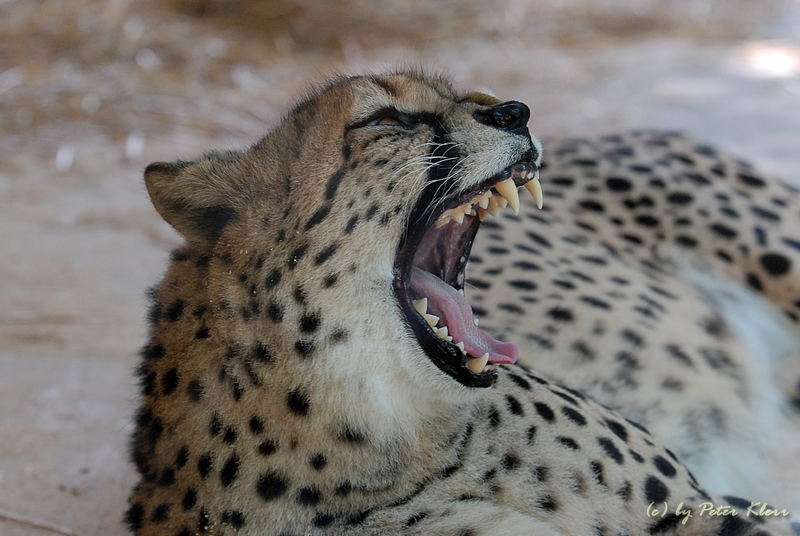 Gepard