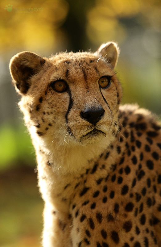 Gepard