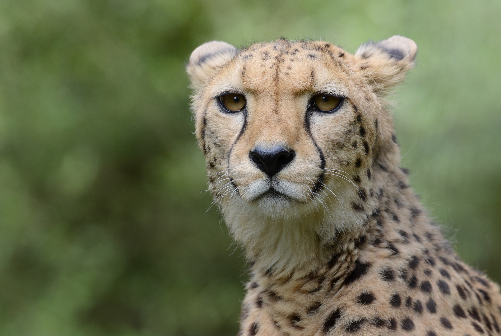 Gepard