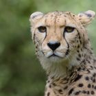 Gepard