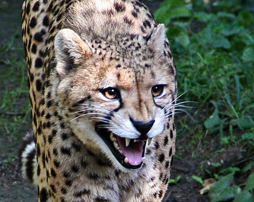 gepard