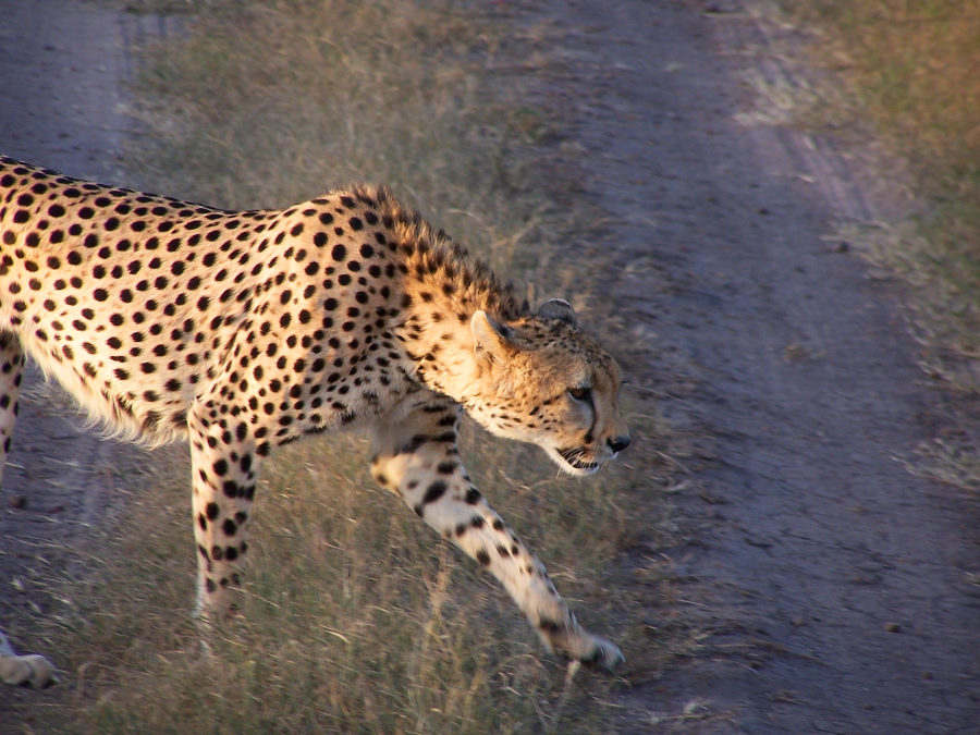 Gepard