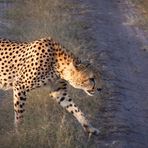 Gepard