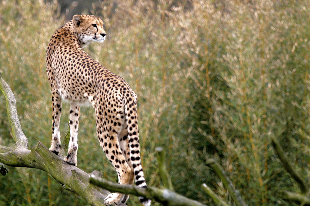 Gepard