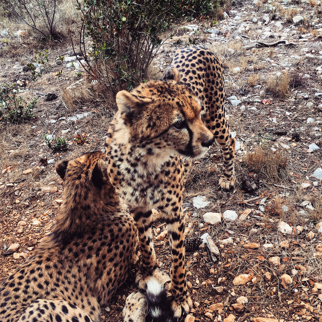 Gepard-Familie