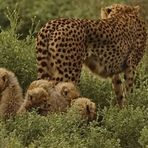 Gepard-Familie - 2