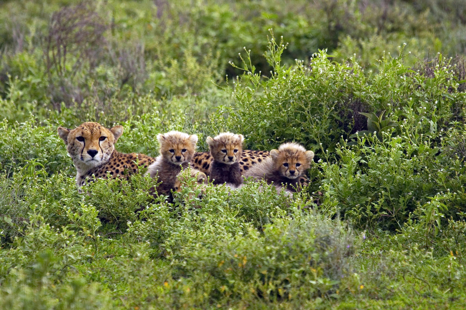 Gepard - Familie - 4