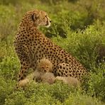 Gepard-Familie