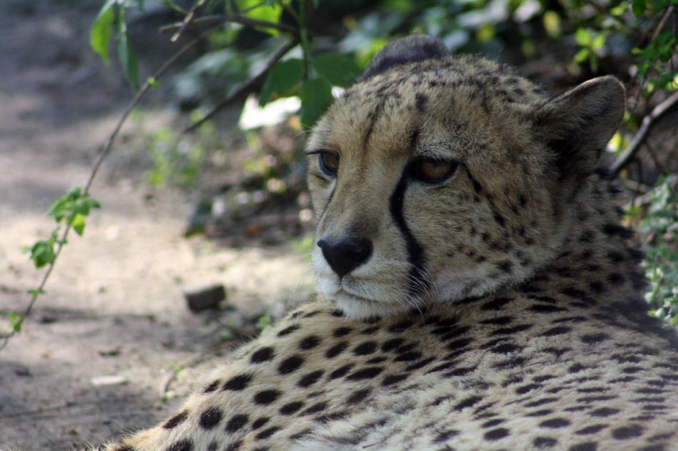 Gepard