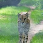 Gepard