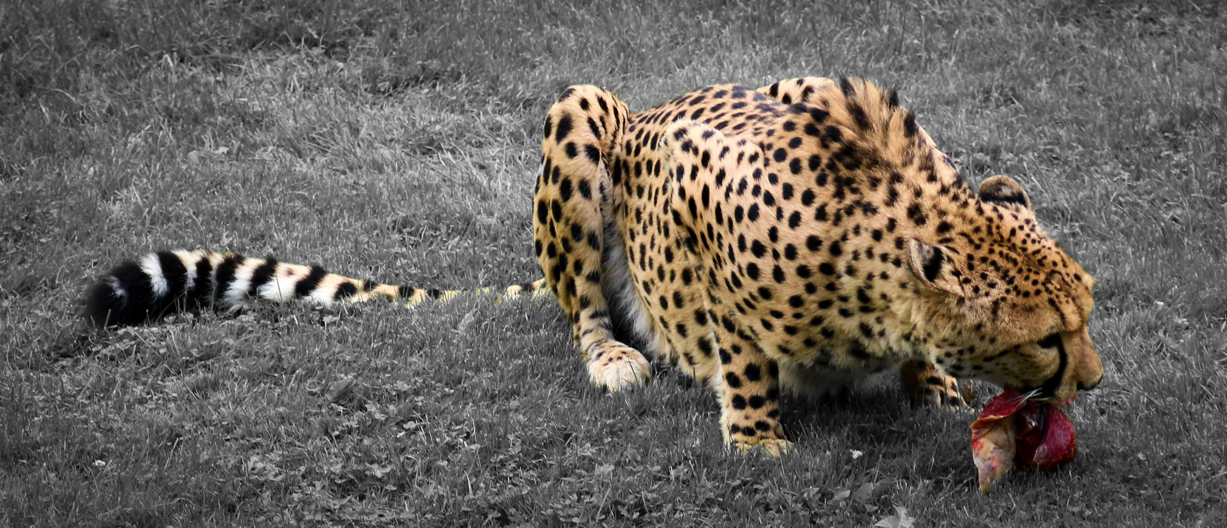 Gepard