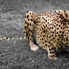 Gepard