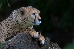 Gepard