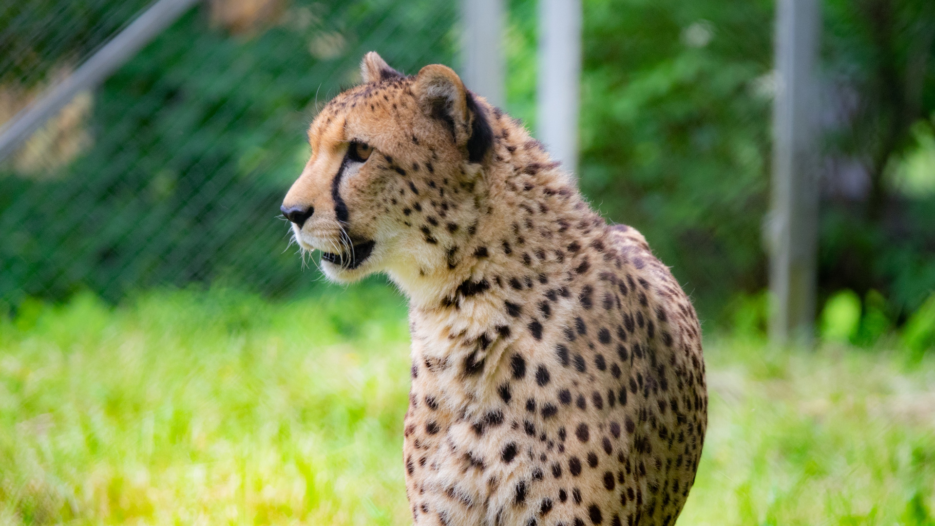 Gepard