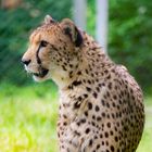 Gepard