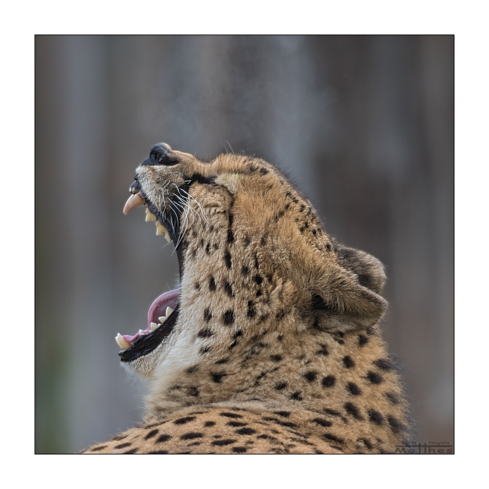 Gepard