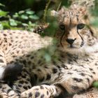 Gepard