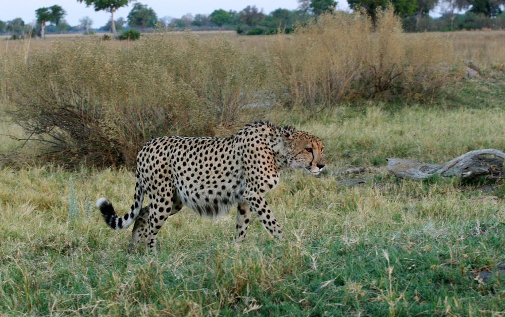 Gepard