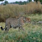 Gepard