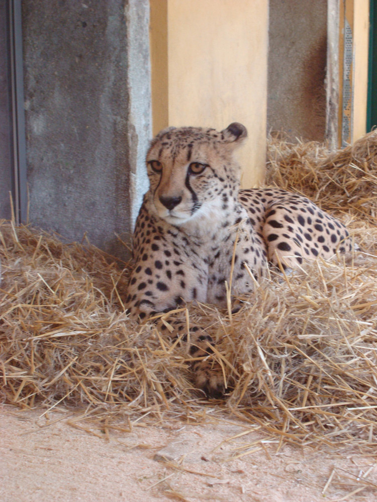 Gepard