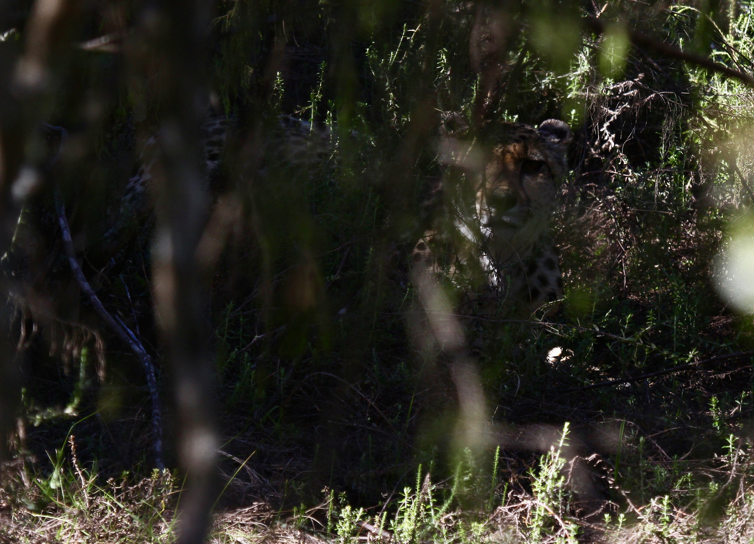 Gepard getarnt im Busch
