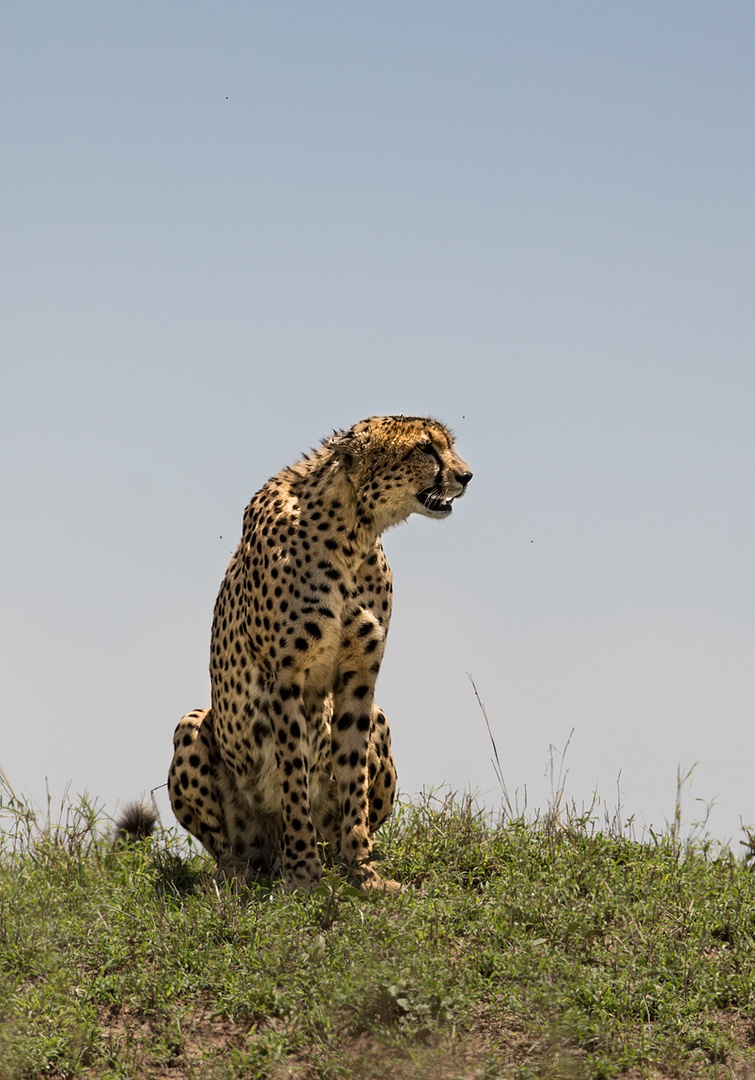 Gepard hält Ausschau