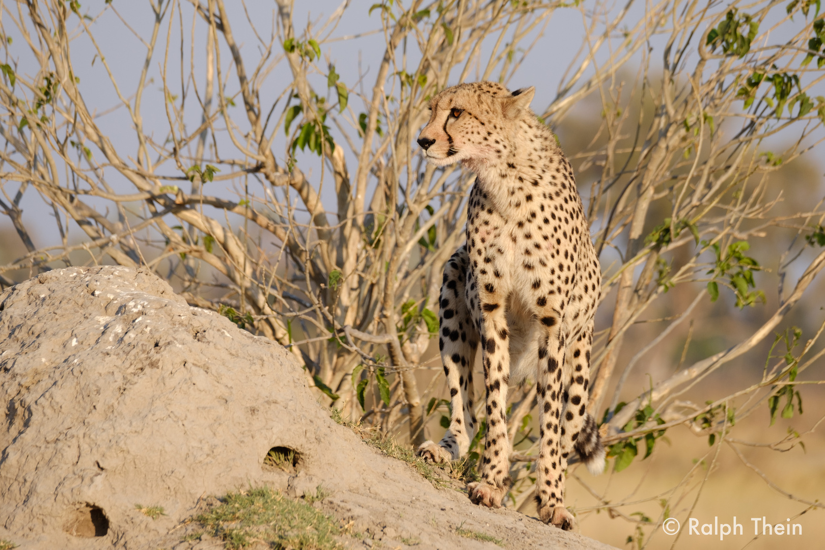 Gepard hält Ausschau auf dem Termitenhügel