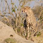 Gepard hält Ausschau auf dem Termitenhügel