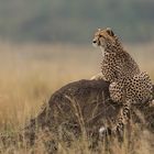 Gepard hält ausschau