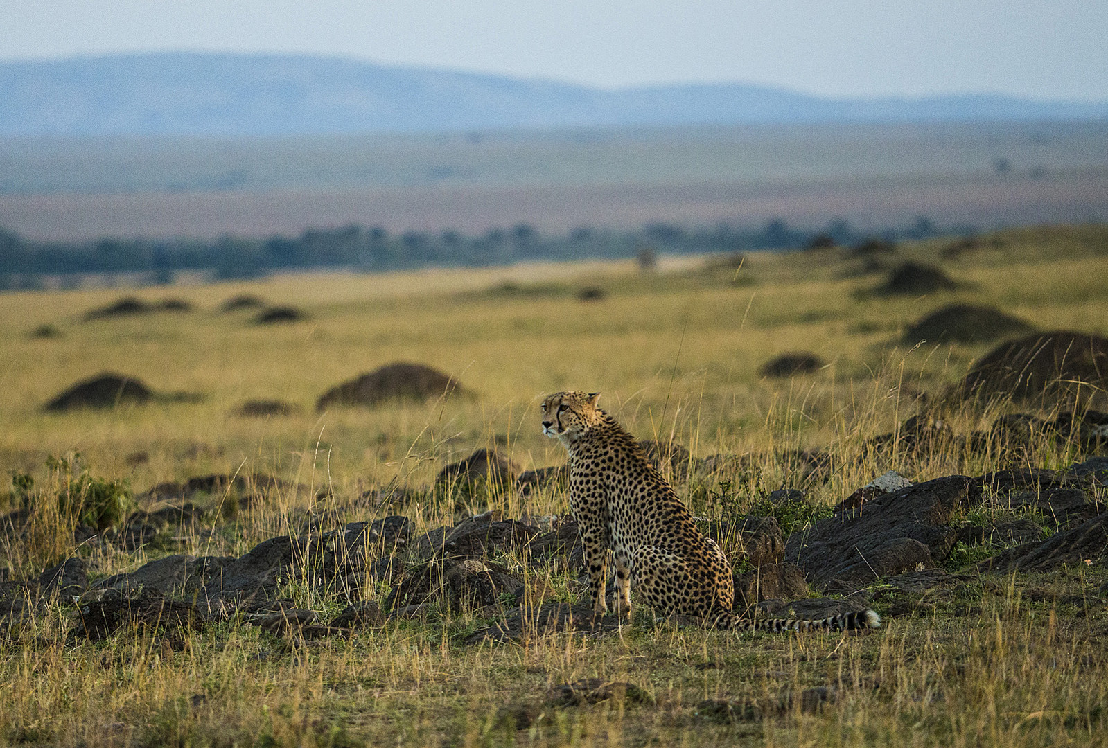 Gepard hält Ausschau