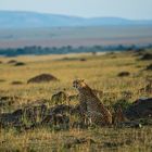 Gepard hält Ausschau