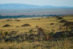 Gepard hält Ausschau