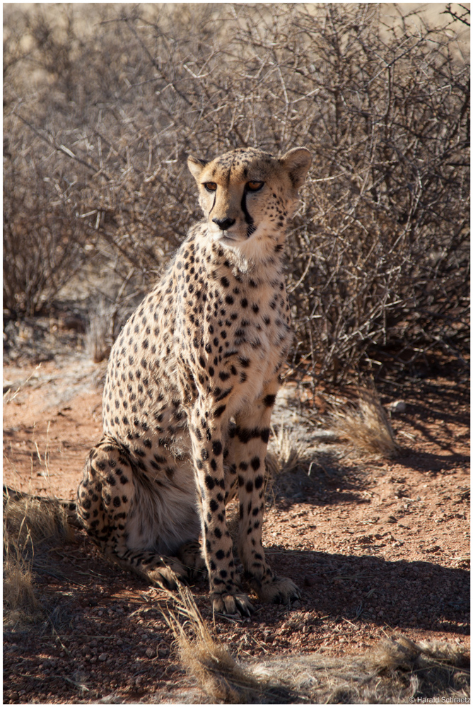 Gepard - Hammerstein Lodge Namibia