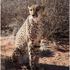 Gepard - Hammerstein Lodge Namibia