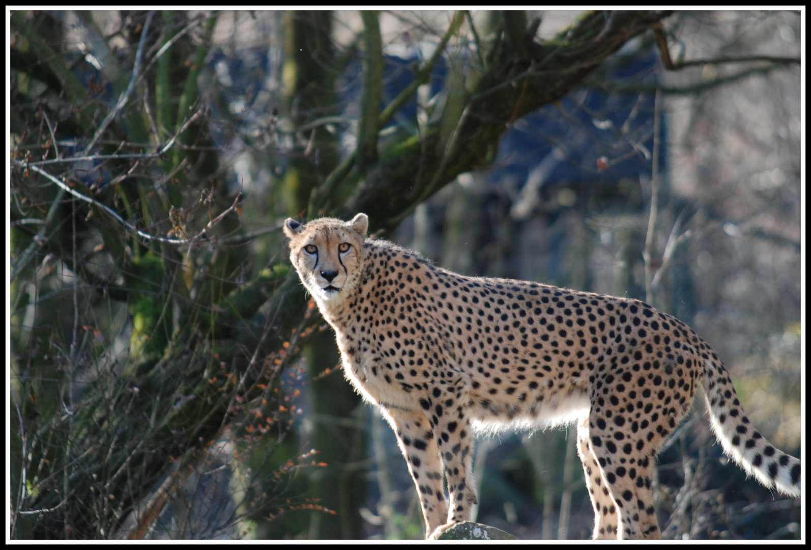 Gepard hat Hunger