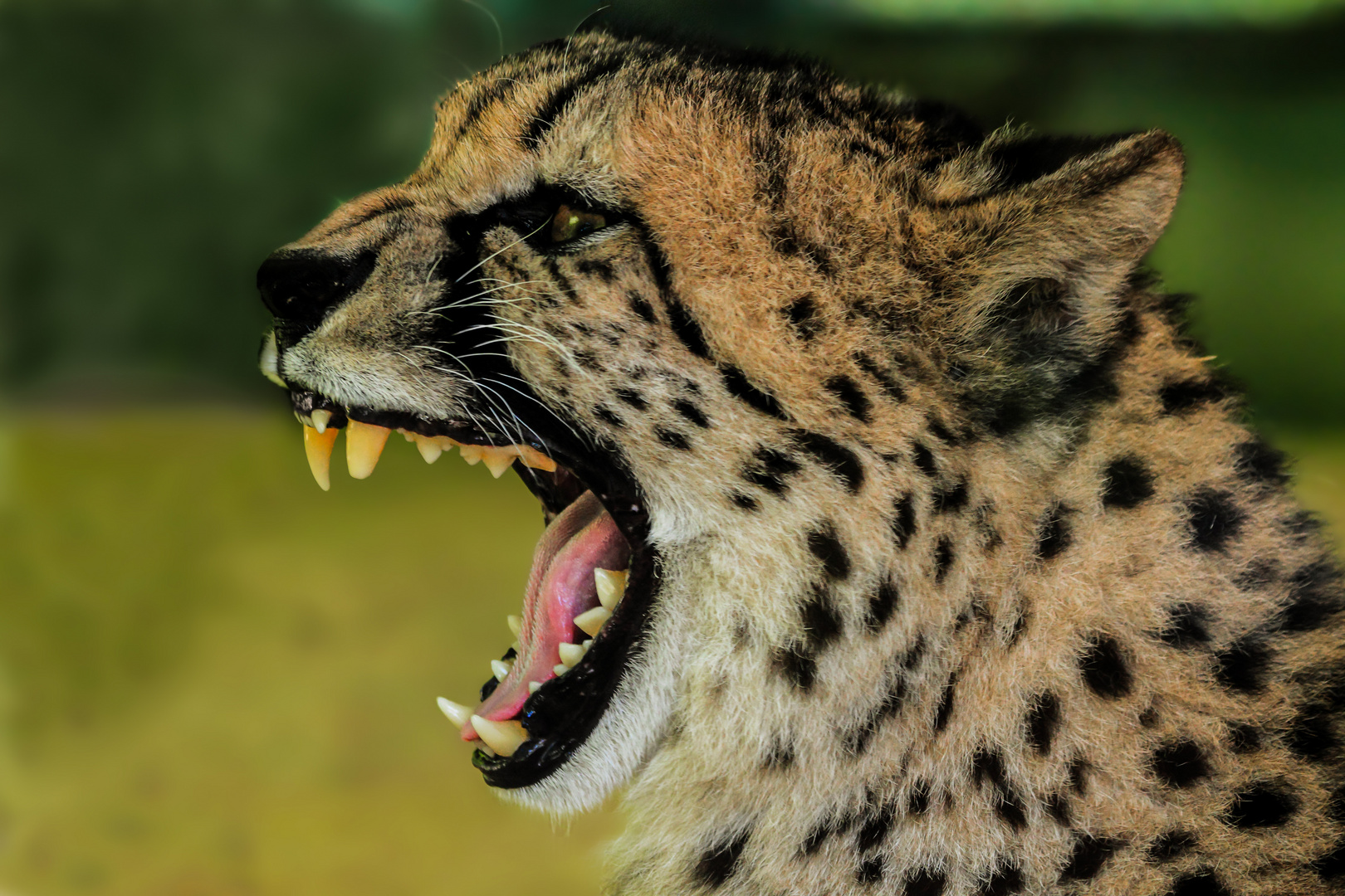Gepard hat schlechte Laune