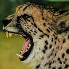 Gepard hat schlechte Laune