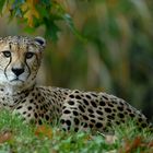 Gepard (herbstlich)