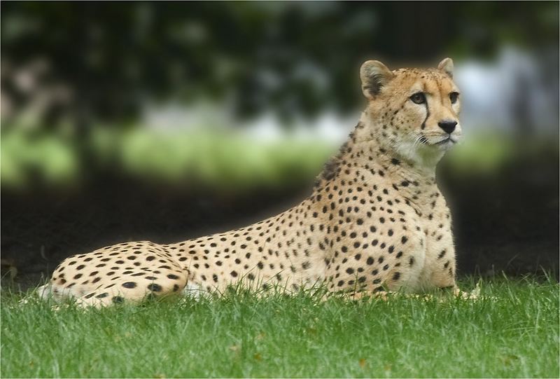 Gepard I