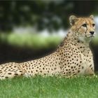 Gepard I