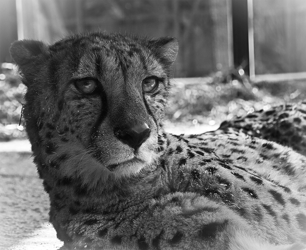 Gepard I