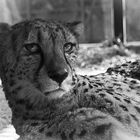 Gepard I