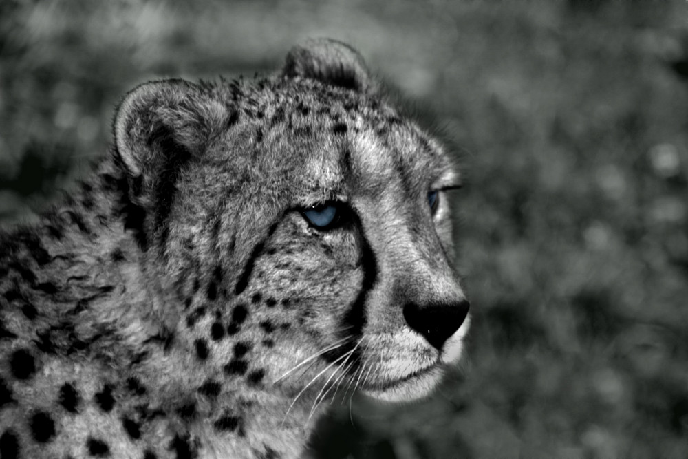 Gepard II