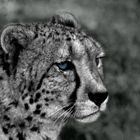 Gepard II