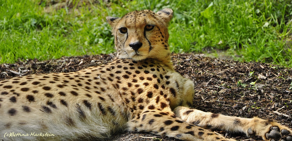 Gepard II