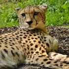 Gepard II