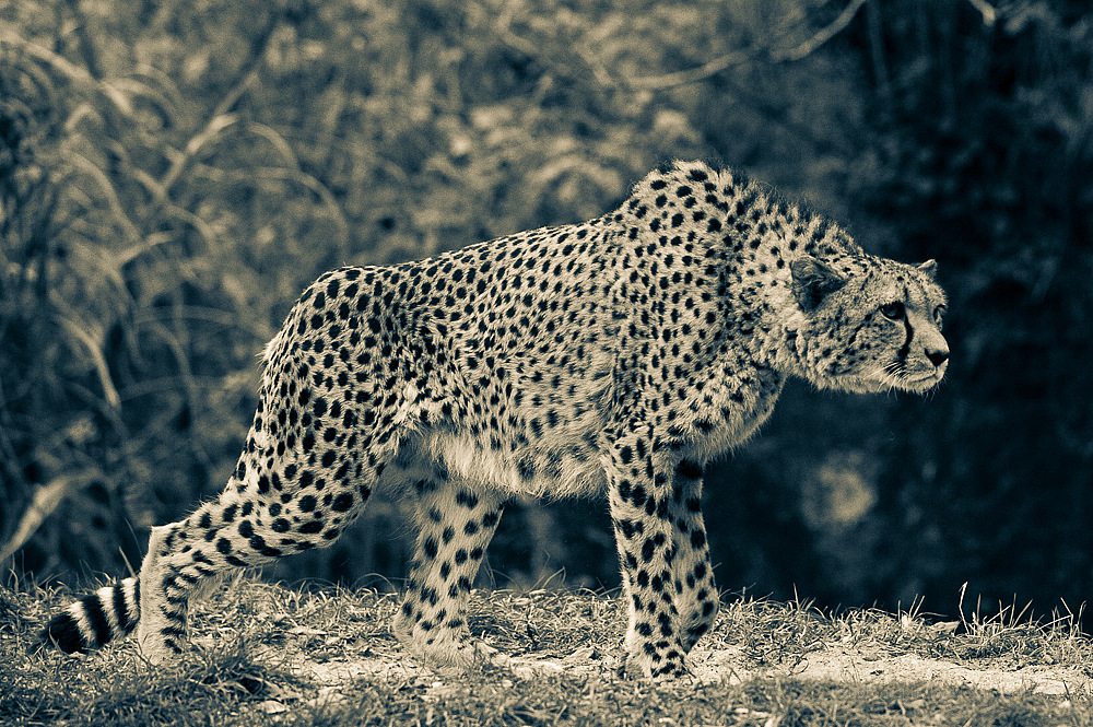 Gepard II