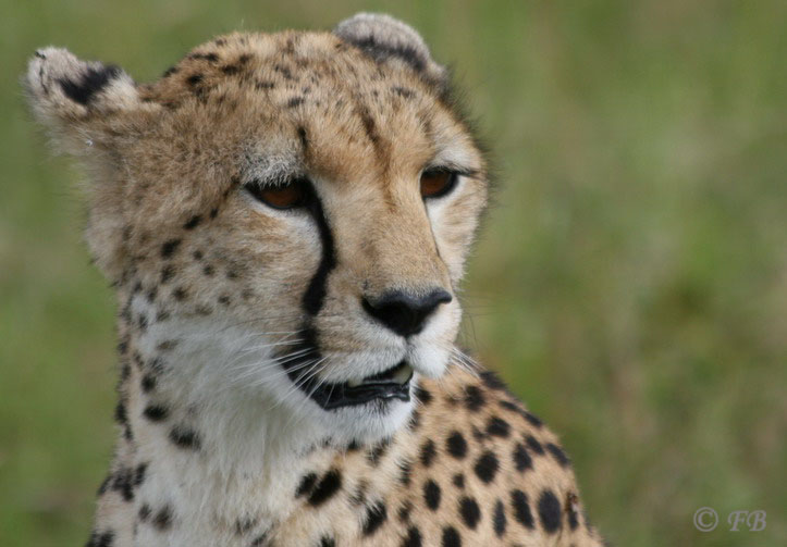 Gepard II Maasai Mara Gebiet Kenya