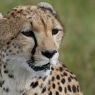 Gepard II Maasai Mara Gebiet Kenya